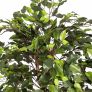 Green Ficus Tree Artificial Plant with Twisted Real Wood Stem, 4 Ft