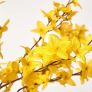 Artificial Forsythia Tree - Yellow Silk Flowers