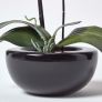 Oriental Style Cerise Orchids in Black Bowl
