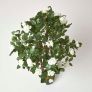  Artificial Potted White Rose Tree with Green Leaves - 4 Feet