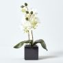 Set of 2 Pink & Cream Artificial Orchids in Black Pots, 35 cm