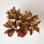 Red 'Rushfoil' Artificial Croton Plant with Pot, 65 cm