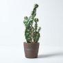 Prickly Pear Artificial Cactus in Decorative Geometric Pot, 48 cm Tall