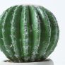 Golden Barrel Artificial Cactus in Contemporary Stone Pot, 19 cm Tall