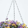 Purple and Yellow Pansy Hanging Basket, 60 cm