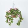 Medium Pink Geranium Hanging Basket, 80 cm