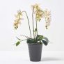 White Orchid 56 cm Phalaenopsis in Ceramic Pot