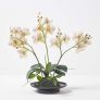 White Orchid 38 cm Phalaenopsis in Ceramic Pot