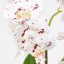 White Orchid 36 cm Phalaenopsis in Ceramic Pot