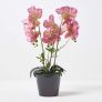 Pink Orchid 60 cm Phalaenopsis in Ceramic Pot