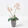White Orchid 46 cm Phalaenopsis in Cement Pot