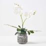White and Yellow Orchid 42 cm Phalaenopsis in Cement Pot