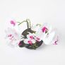 White and Pink Orchid 56 cm Phalaenopsis in Ceramic Pot