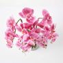 Pink Orchid 82 cm Phalaenopsis in Cement Pot Extra Large, 4 Stems