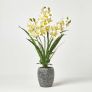 White Orchid 82 cm Cymbidium in Cement Pot Extra Large, 3 Stems