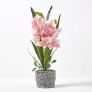 Pink Orchid 58 cm Cymbidium in Cement Pot Extra Large, 2 Stems