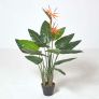 Bird of Paradise Plant in Pot, 120 cm Tall