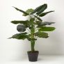 Taro Plant in Pot, 90 cm Tall