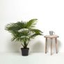 Artificial Fan Palm Tree in Pot, 80 cm Tall