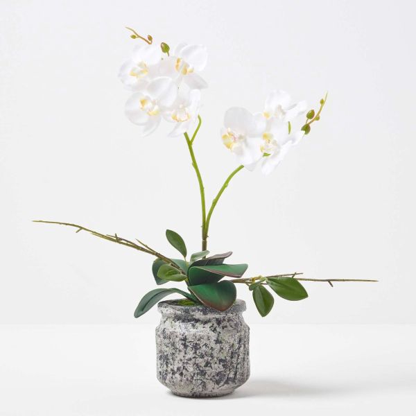 White and Yellow Orchid 42 cm Phalaenopsis in Cement Pot