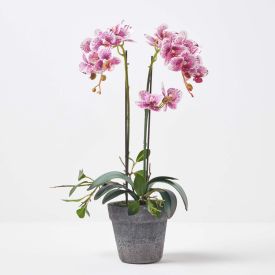 Pink and White Orchid 50 cm Phalaenopsis in Cement Pot