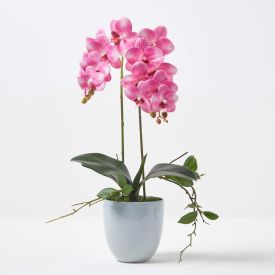 Pink Orchid 54 cm Phalaenopsis in Ceramic Pot