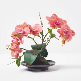 Coral Orchid 32 cm Phalaenopsis in Ceramic Pot