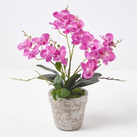 Purple Orchid 42 cm Phalaenopsis in Cement Pot