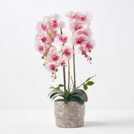 Pink Orchid 64 cm Phalaenopsis in Cement Pot Extra Large, 3 Stems