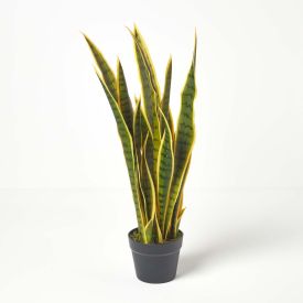 Green and Yellow Snake Plant, 74 cm Tall
