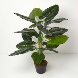 Taro Plant in Pot, 90 cm Tall
