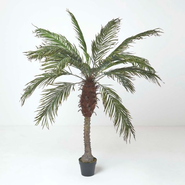 Phoenix Palm Tree in Pot, 160 cm Tall