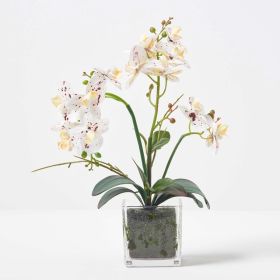 White Orchid 42 cm Phalaenopsis in Glass Pot