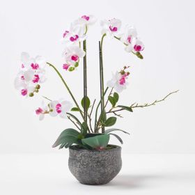 White Orchid 52 cm Phalaenopsis in Cement Pot Extra Large, 5 Stems