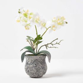 White and Green Orchid 32 cm Phalaenopsis in Cement Pot