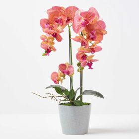 Coral Orchid 58 cm Phalaenopsis in Ceramic Pot