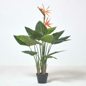 Bird of Paradise Plant in Pot, 120 cm Tall